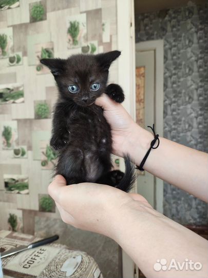 Котодети