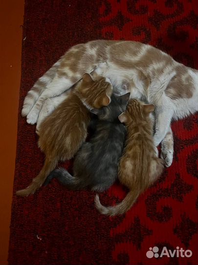 Шотландские кошки