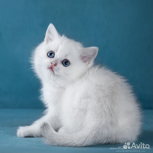 Девочка британской серебристой шиншиллы