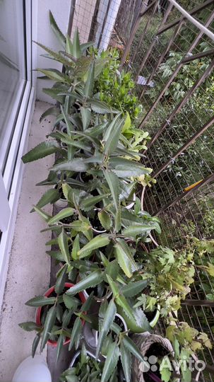 Каланхоэ лечебное