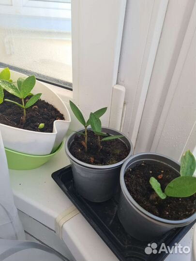 Замиокулькас