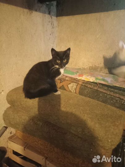 Котята ищут дом