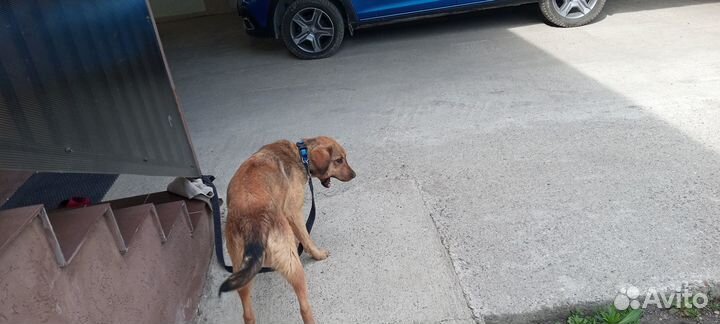 Собака ищет дом