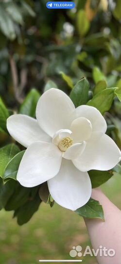 Магнолия грандифлора