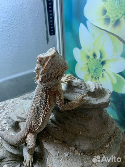 Бородатая агама