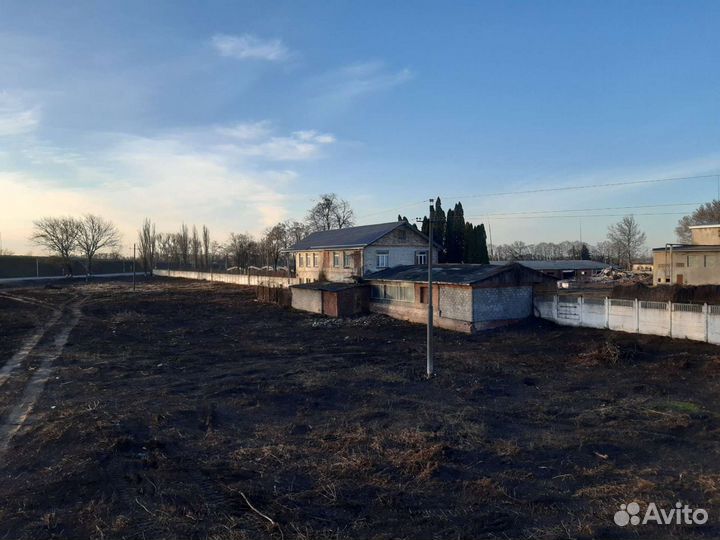 Спил деревьев