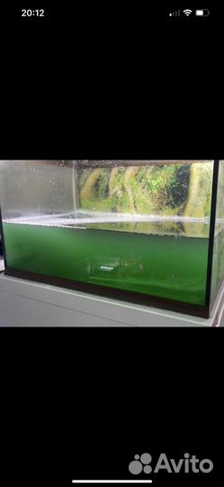 Фитопланктон Тетраселмис для морского аквариума