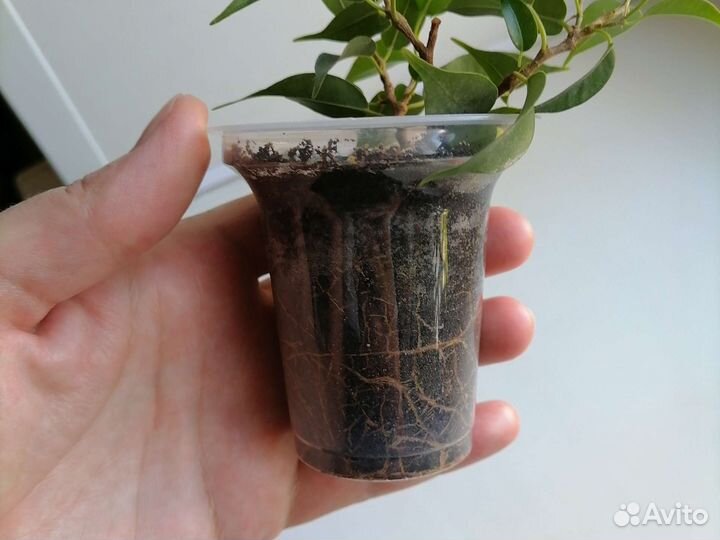 Комнатные растения фикус