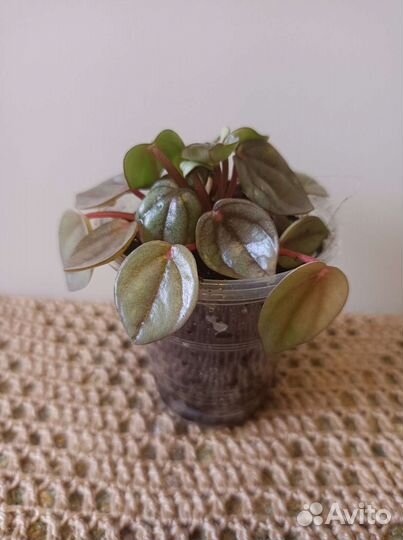 Домашние растения