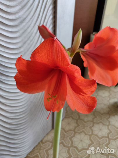 Гиппеаструм лососевый