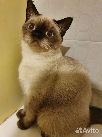 Кошка в дар