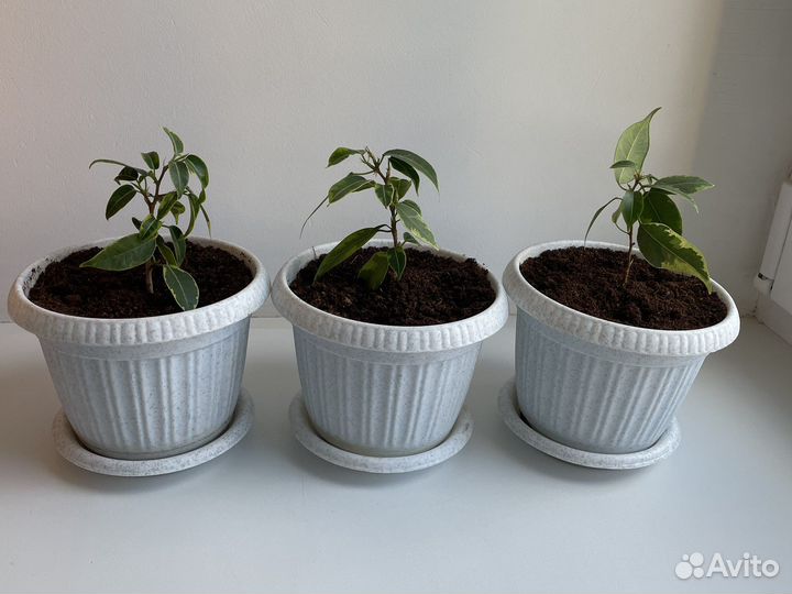 Фикус Бенджамина пестролистный