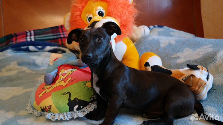 Такса бесплатно