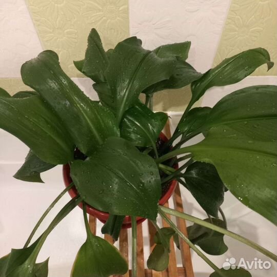 Эухарис амазонская лилия