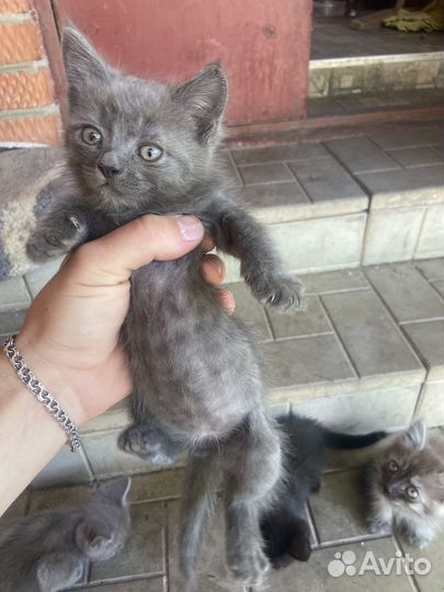 Котики в добрые руки