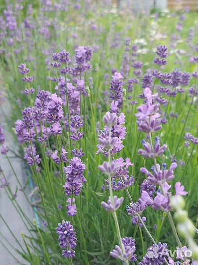 Лаванда саженцы