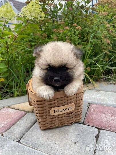 Щенки шпица