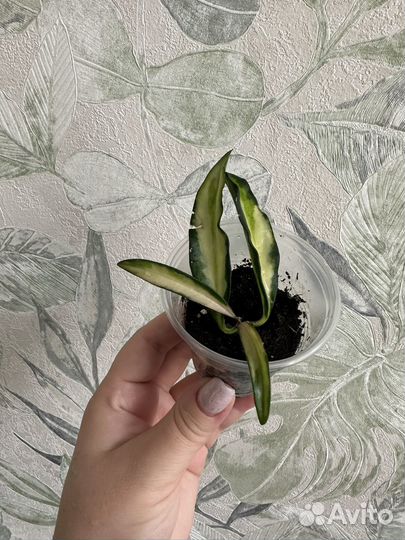 Монстера, суиндапсусы и др