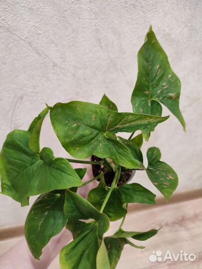 Сингониум Пинк сплеш (Syngonium Pink Splash)