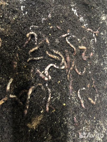 Червь Дендробена, Старатель