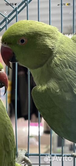 Ожереловый попугай птенцы