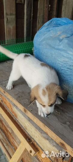 Щенки бесплатно в добрые руки