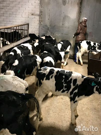 В наличии бычки и телочки. От 1 месяца до 3х