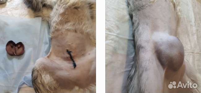 Ветеринар Петрозаводск