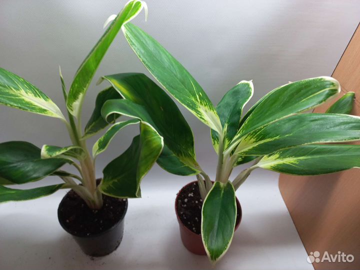 Аглаонема лимон white или иок конхана