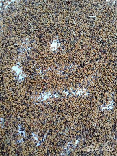 Семена люцерны