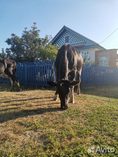 Тёлка нетель