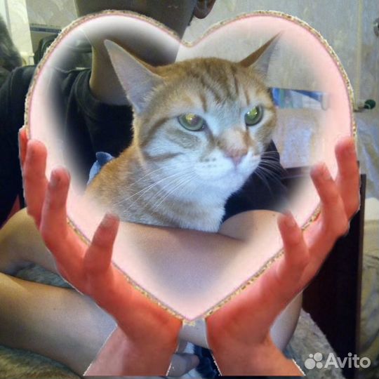 Котики и кошечки