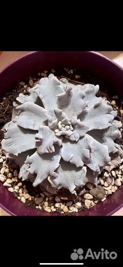 Эхеверия Криспата Бьюти