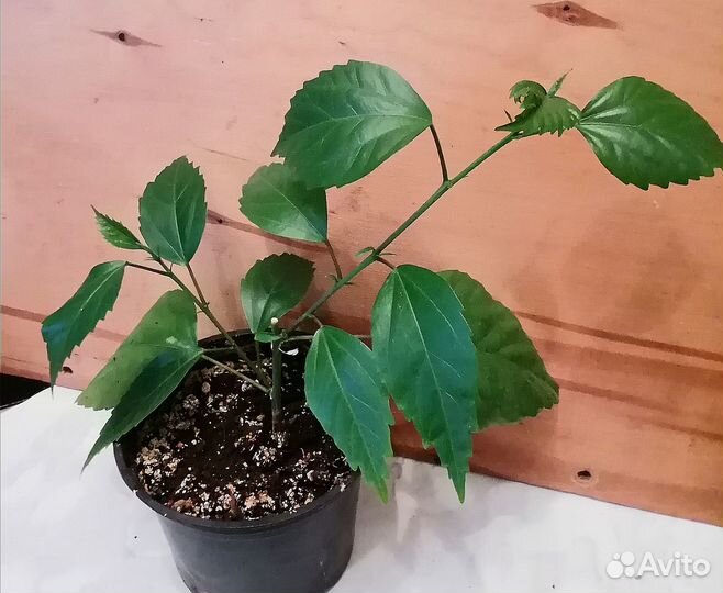 Молодые гибискусы, клеродендрум