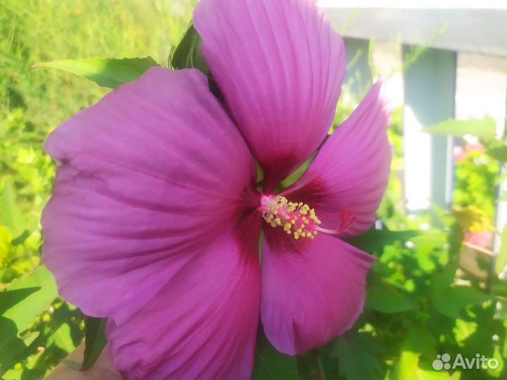 Гибискус травянистый