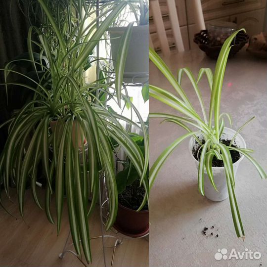 Хлорофитум