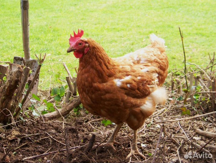 Куры несушки с доставкой