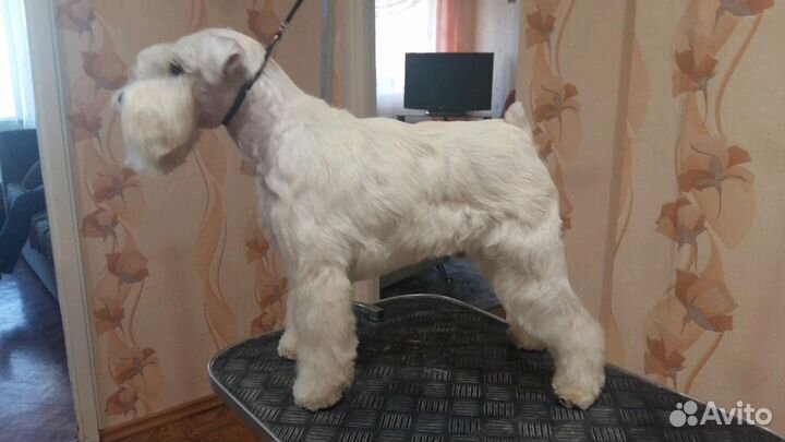 Цвергшнауцер вязка