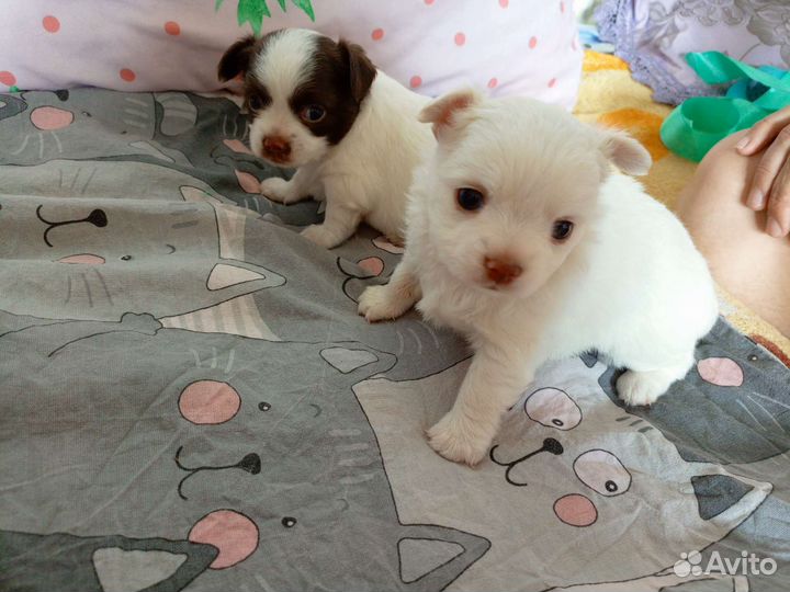 Щенки чихуахуа