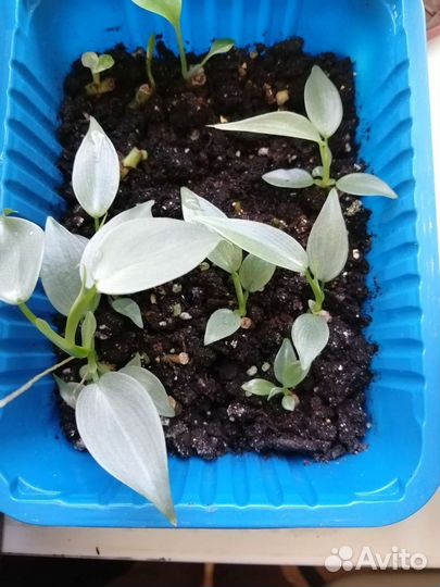 Субхастатум, Хастатум, Фиш Бон