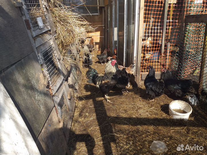 Петухи.яйца