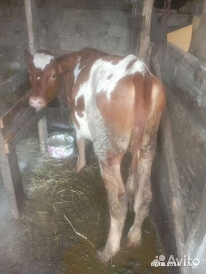 Телки 3 месяца