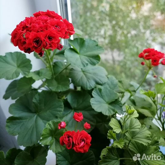 Пеларгония герань