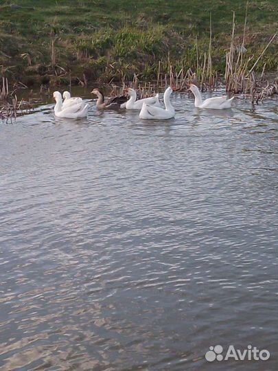 Инкубационные яйцо гусей