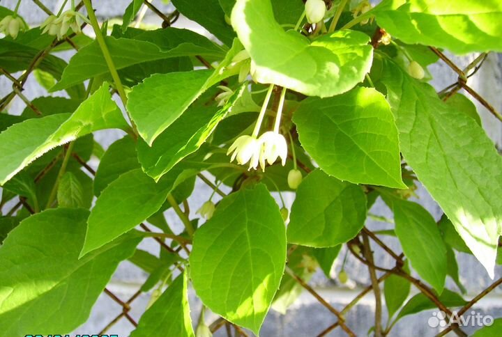 Лимонник китайский Саженцы