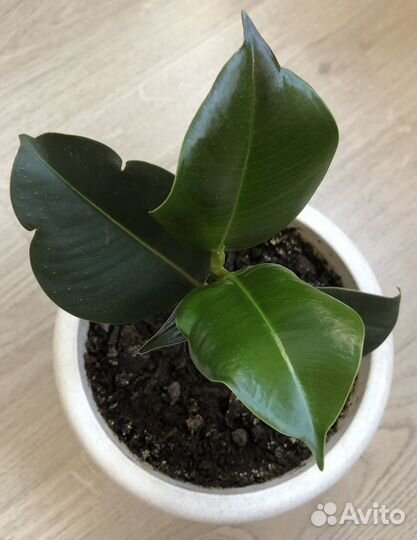 Фикус каучуконосный (укорененный отросток)