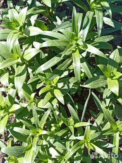 Лилия детки