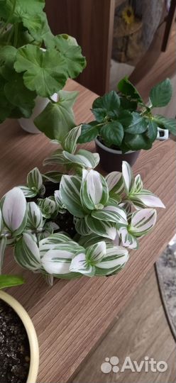 Комнатные цветы