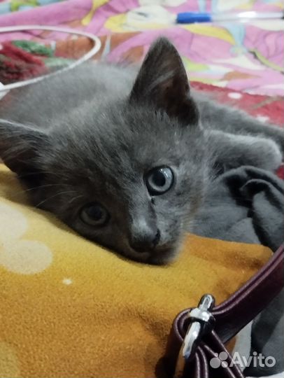 Котики бесплатно в надежные руки