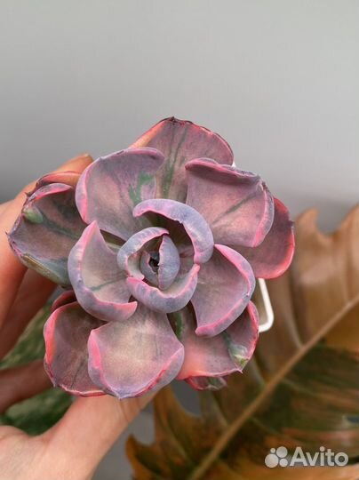 Суккуленты вариегатные, домашние